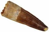 Fossil Spinosaurus Tooth - Real Dinosaur Tooth #360111-1